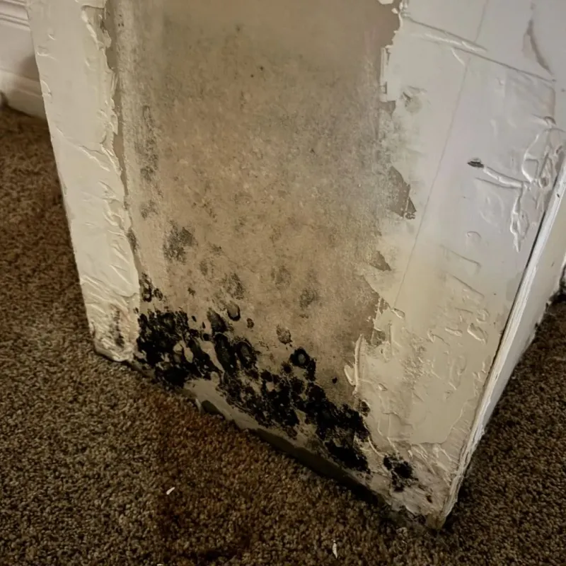 Professional Mold Removal in Poland, OH